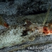 gurnard_helmet_sb_gld_h_0012_kom1629.jpg